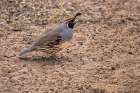 Gambels quail, Bosque del Apache National Wildlife Refuge, New Mexico Art Print
